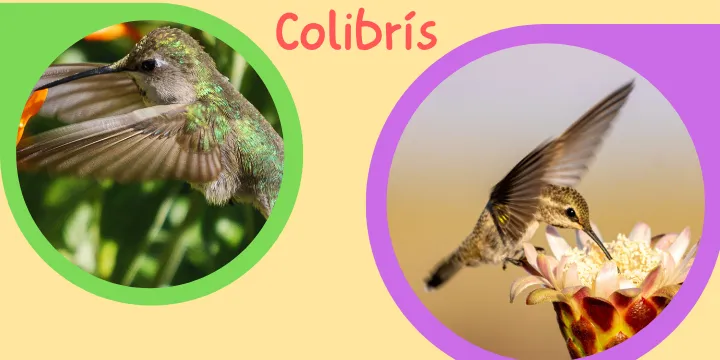 Colibrí - Plantas nativas del desierto de Sonora